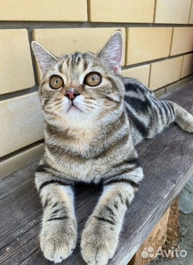 Шотландские вислоухие и прямоухие котята