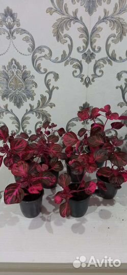 Ирезине Хербста