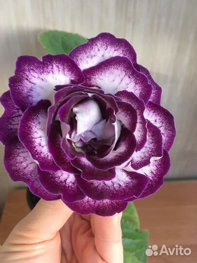 Глоксиния махровая