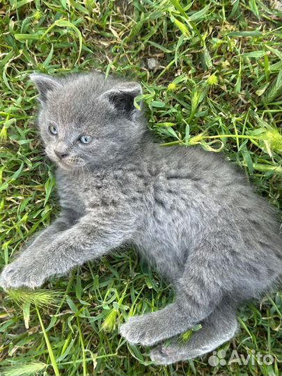 Котята в добрые руки бесплатно мальчики