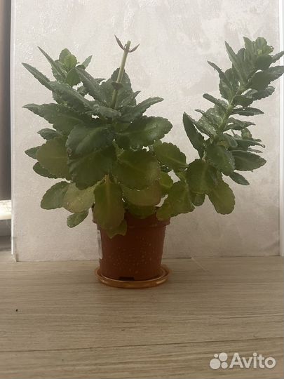 Каланхоэ каландива