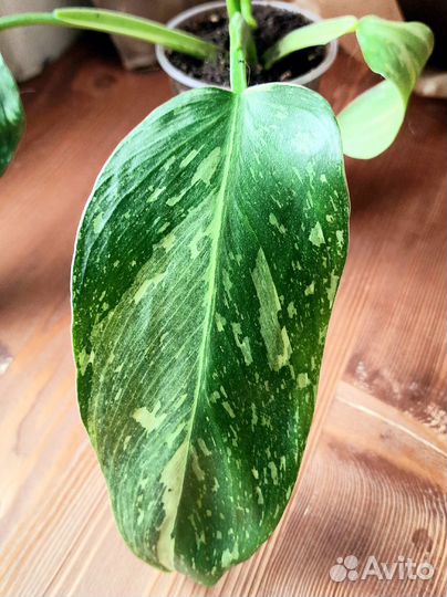 Филодендрон Хосе Буэно Имбе вайт