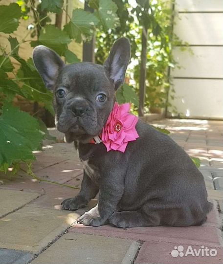 Французский бульдог щенки голубой