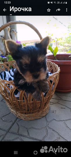 Йоркширский терьер щенки