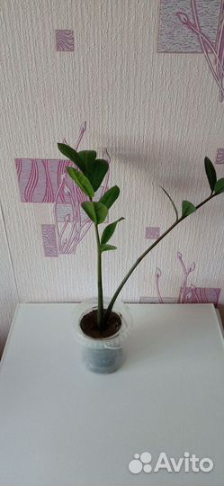 Замиокулькас Зензи, замиокулькас прост