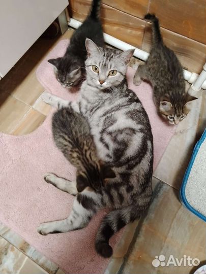 Продам котят