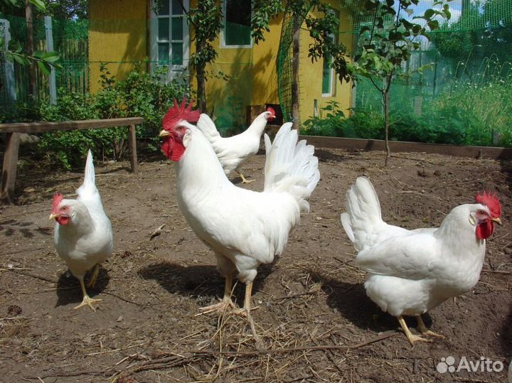 Куры несушки