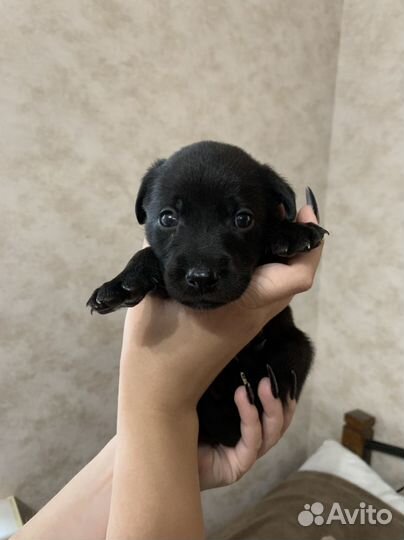 Отдам в добрые руки