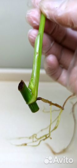 Филодендрон Доместикум вар/Сиам Санрайз