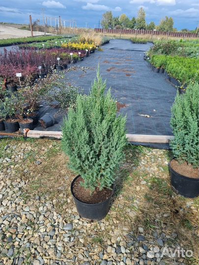 Растения Можжевельник китайский Стрикта