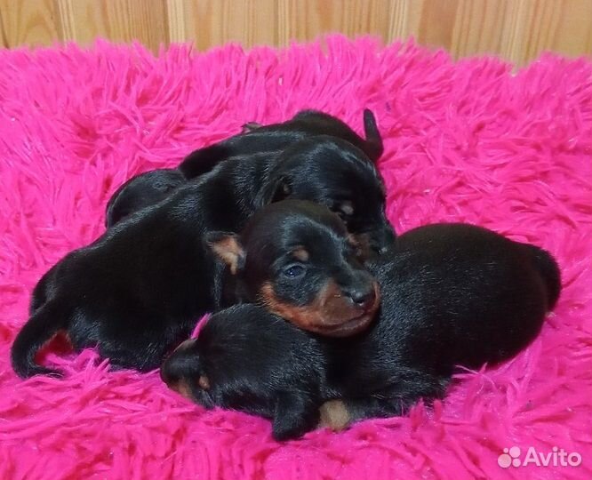 Цвергпинчер