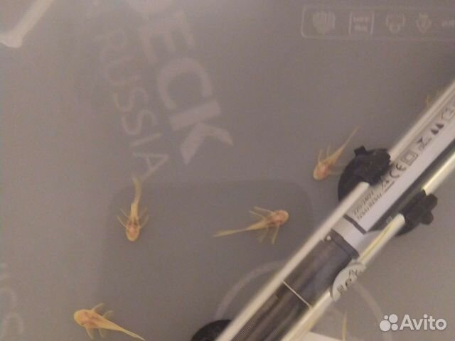 Анциструс Золотой вуалевый сом анциструс