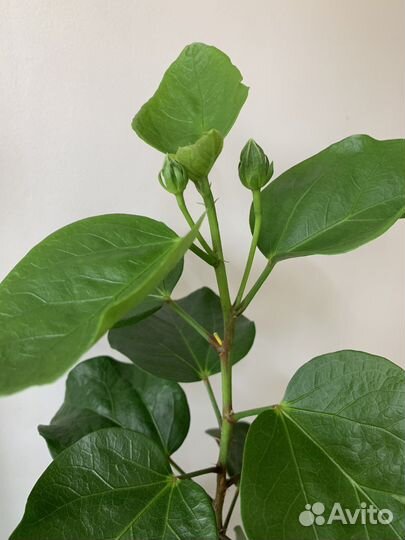 Гибискус Moorea Moana Storm с бутонами