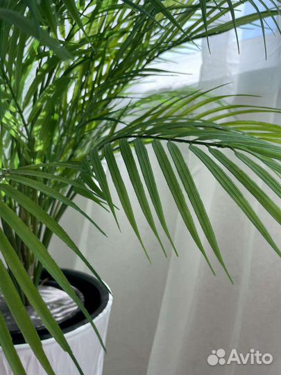 Искусственные цветы и деревья, пальма