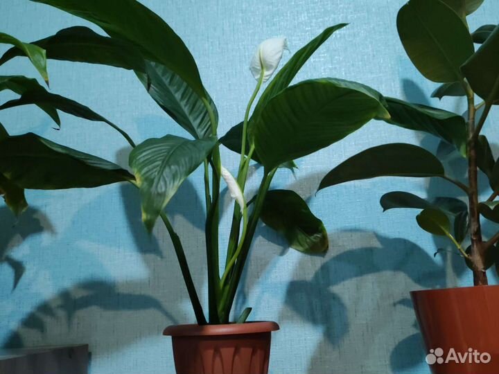 Спатифиллум, фикус, денежное дерево, монстера