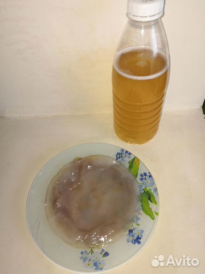 Чайный гриб комбуча