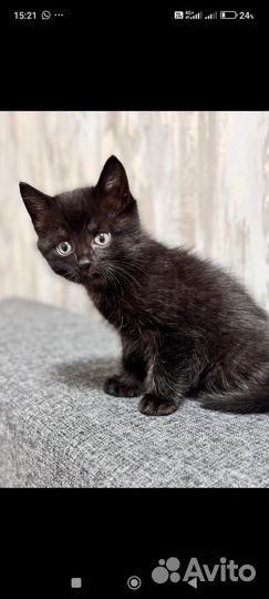 Отдам в добрые руки двух очаровательных котиков