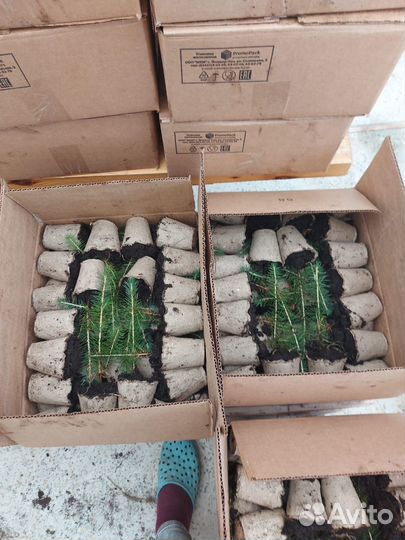 Саженцы сосны зкс