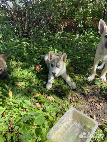 Отдам в добрые руки щенков