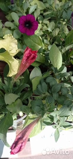 Петуния Изи Вейв красная, коралловая, рассада