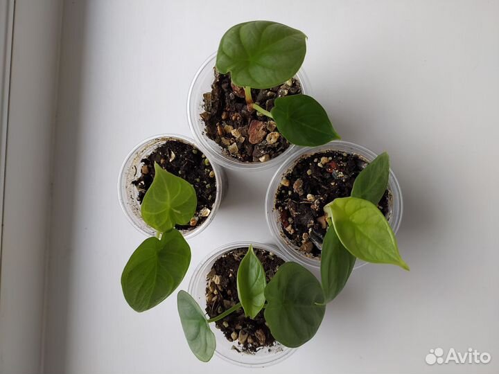 Распродажа излишек