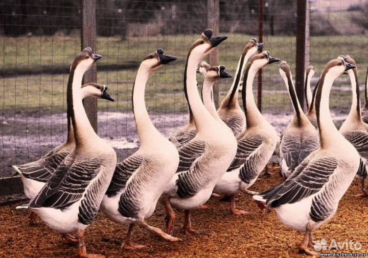 Утята, гусята