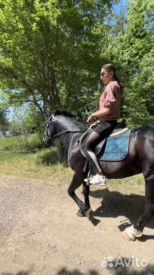 Жеребец пони класс