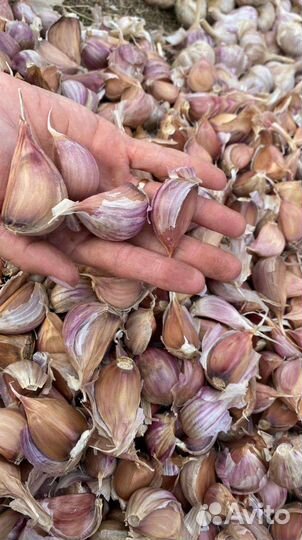 Семена чеснока