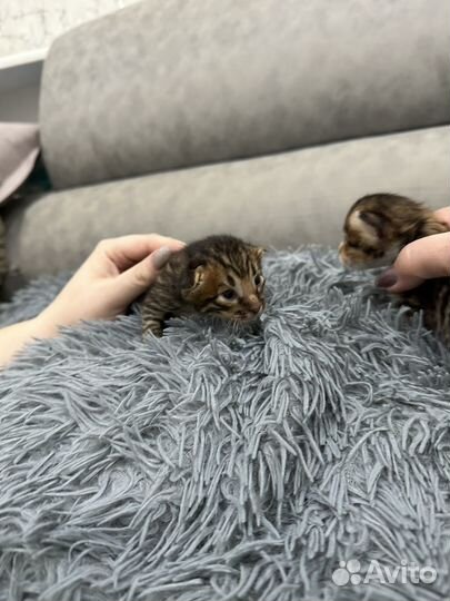 Бенгальские котята