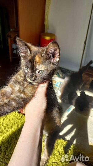 Котенок девочка с необычной расцветкой