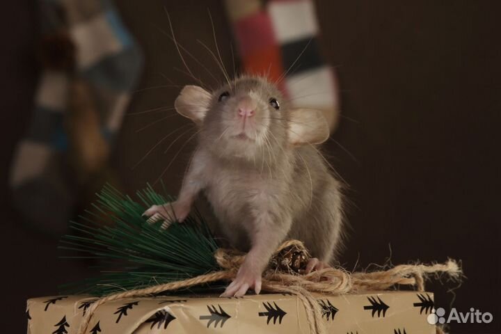 Декоративная крыса дамбо, крысята из питомника