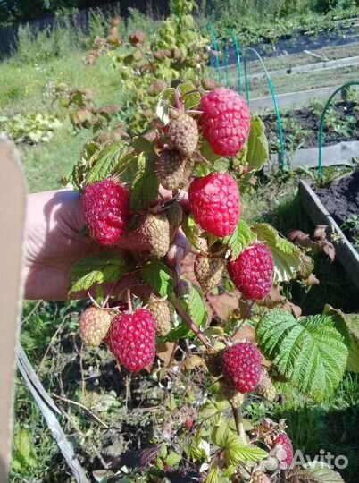 Саженцы ремонтантной малины Нижегородец