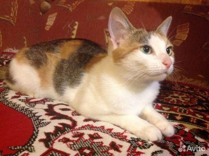 Кошка Алиса