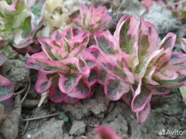 Продам многолетние растения