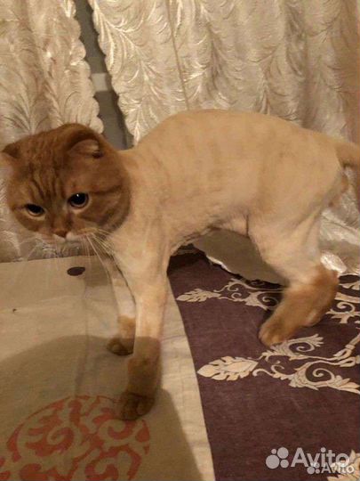 Стрижка,линька кошек