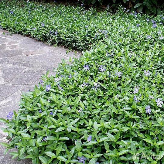 Саженцы барвинка