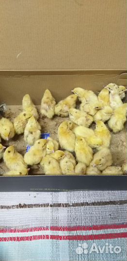 Цыплята перепелов Техасец