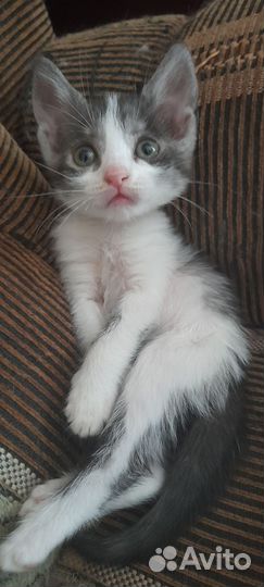 Меня выкормили из сосочкм