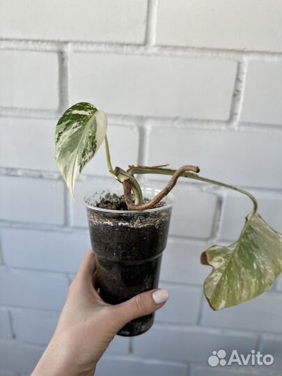 Монстера вариегатная Альба