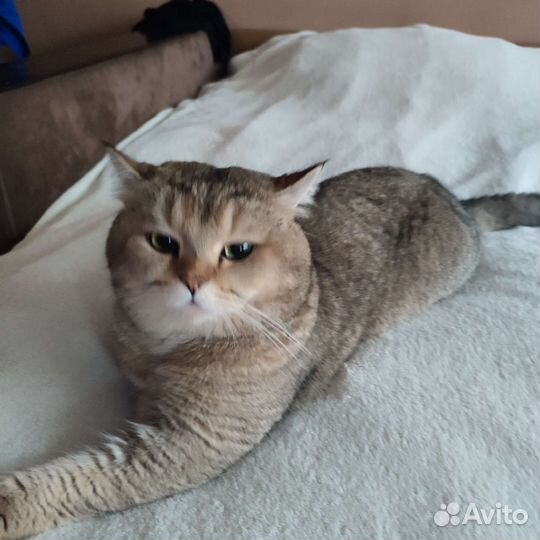 Шотландский кот
