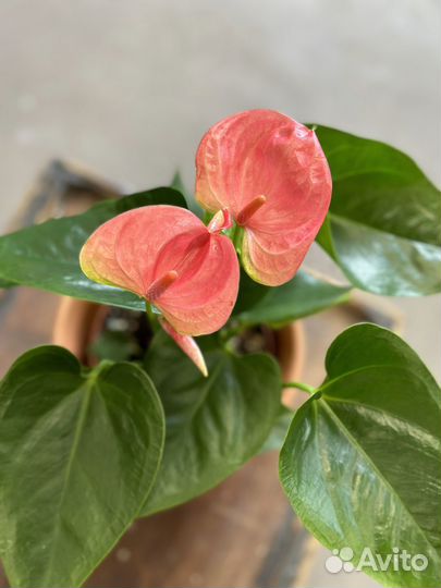 Антуриум Розовый