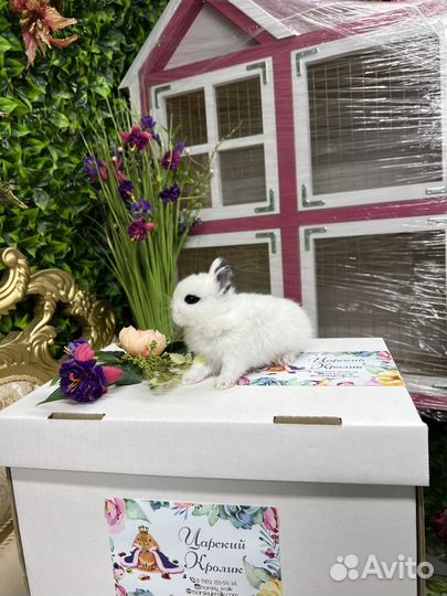 Много кроликов