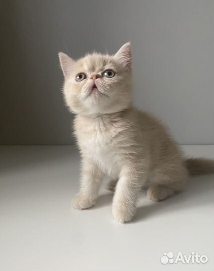 Котенок экзот короткошерстный