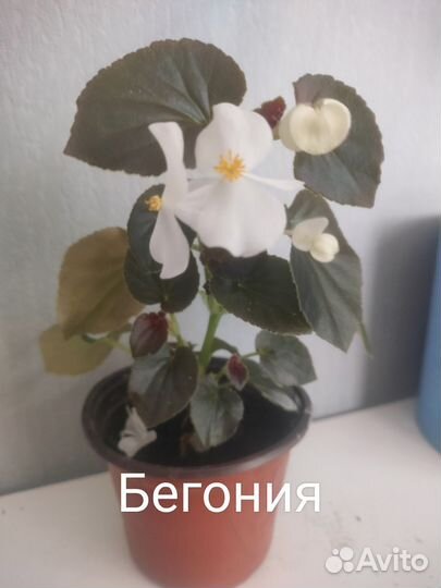 Комнатные растения