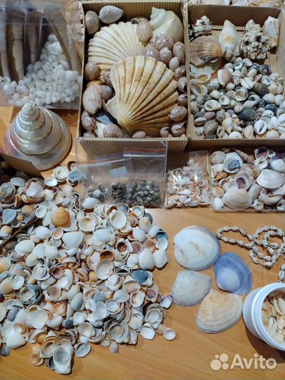 Ракушки тропических и северных морей
