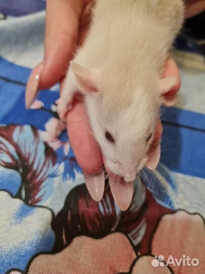 Крыса дамбо сиамская