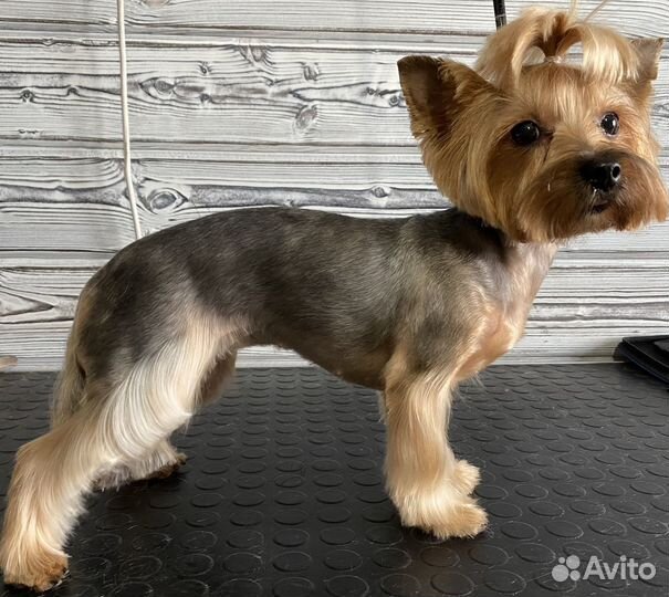 Стрижка собак и кошек. Услуги грумера