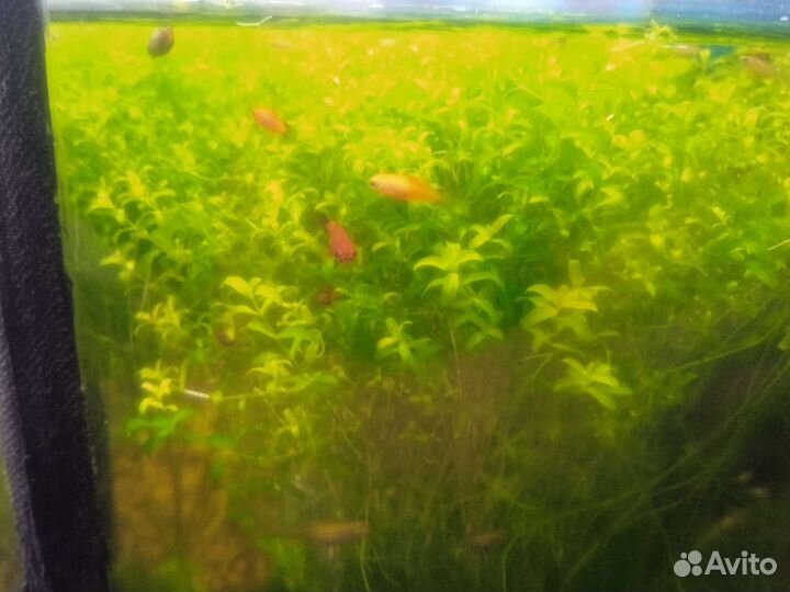 Рыбки гуппи и пицилии