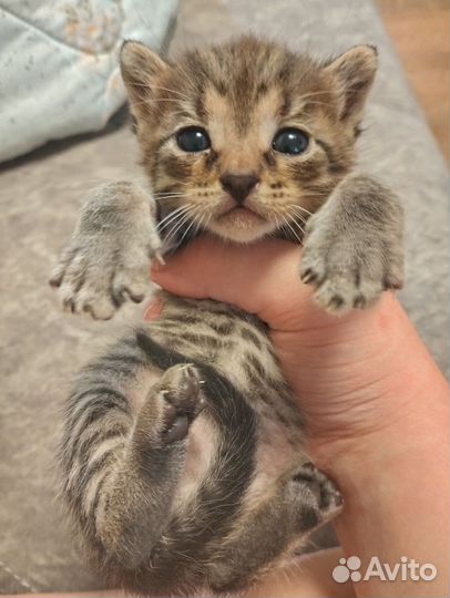 Котята потомственной мышеловки