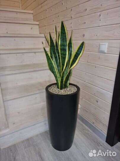 Туя Западная Шар Вудварди большая